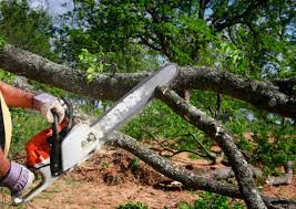 Best Stump Grinding and Removal  in El Dorado, KS