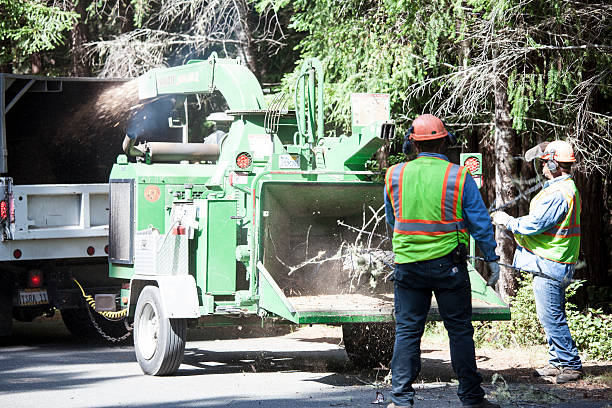 Best Storm Damage Tree Cleanup  in El Dorado, KS